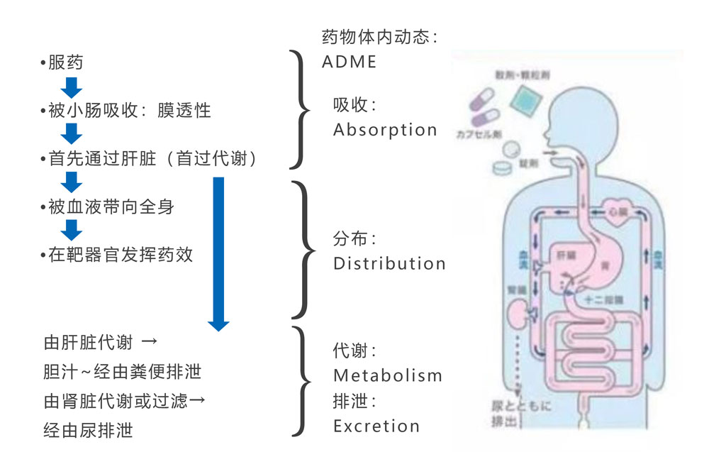 PK参数三角关系-01.jpg