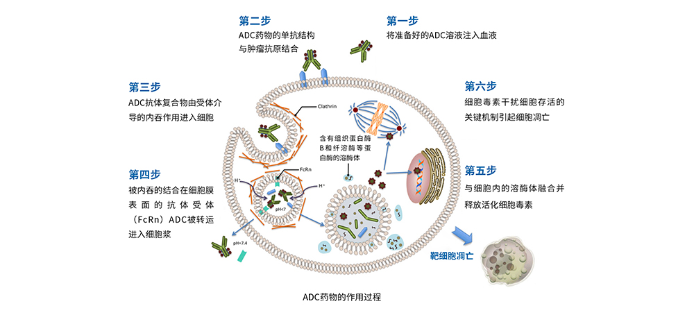 ADC药物-01.jpg